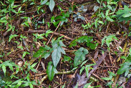 Image de Aristolochia cucurbitifolia Hayata