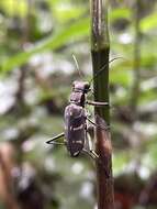 Image of Cicindela (Hipparidium) interrupta Fabricius 1775