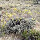 Image of sulphur-flower buckwheat