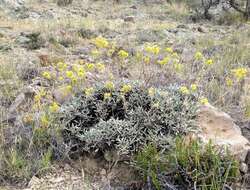 Image of sulphur-flower buckwheat