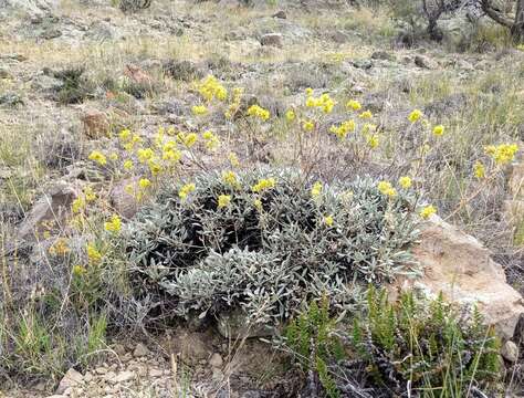 صورة Eriogonum umbellatum var. cognatum (Greene) Reveal