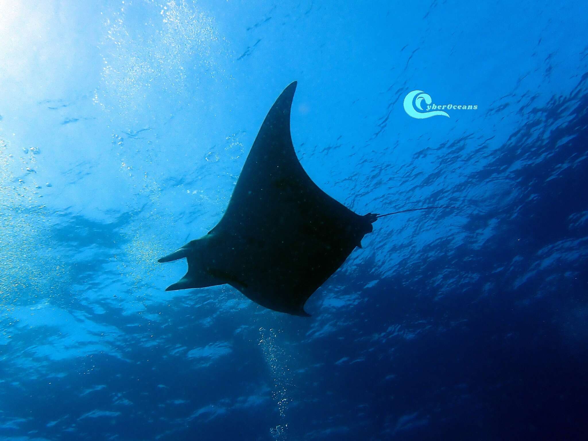 Image of Box Ray