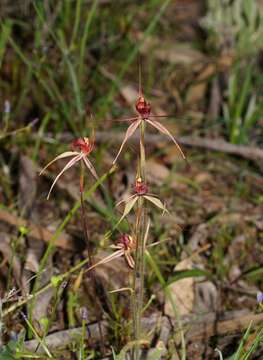 Image of Dainty spider orchid