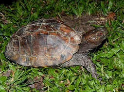 Image of Keeled box turtle