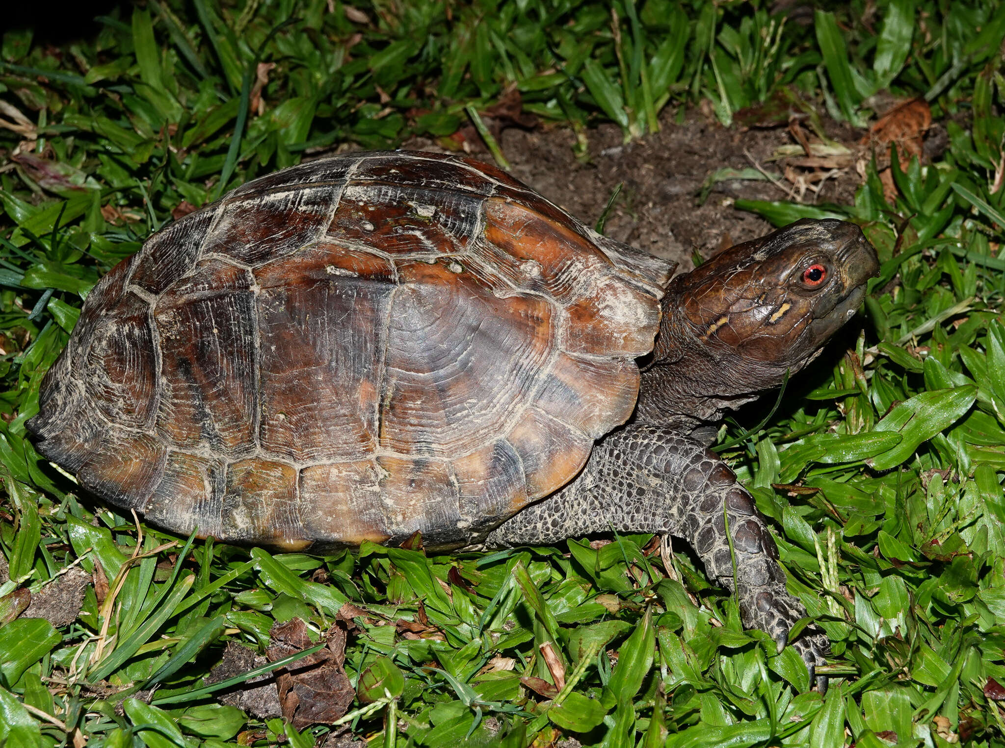 Image of Keeled box turtle