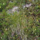Image of Carex capillifolia (Decne.) S. R. Zhang