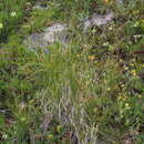 Image de Carex capillifolia (Decne.) S. R. Zhang