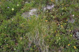 Carex capillifolia (Decne.) S. R. Zhang resmi