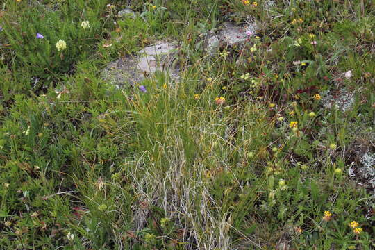 Sivun Carex capillifolia (Decne.) S. R. Zhang kuva