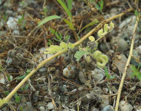 Image of Hungarian milkvetch