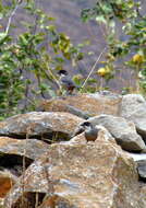 Image of Rusty-bellied Brush Finch