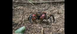 Image of East African red mangrove crab