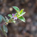 Слика од Rhinotropis parryi (A. W. Benn.) J. R. Abbott