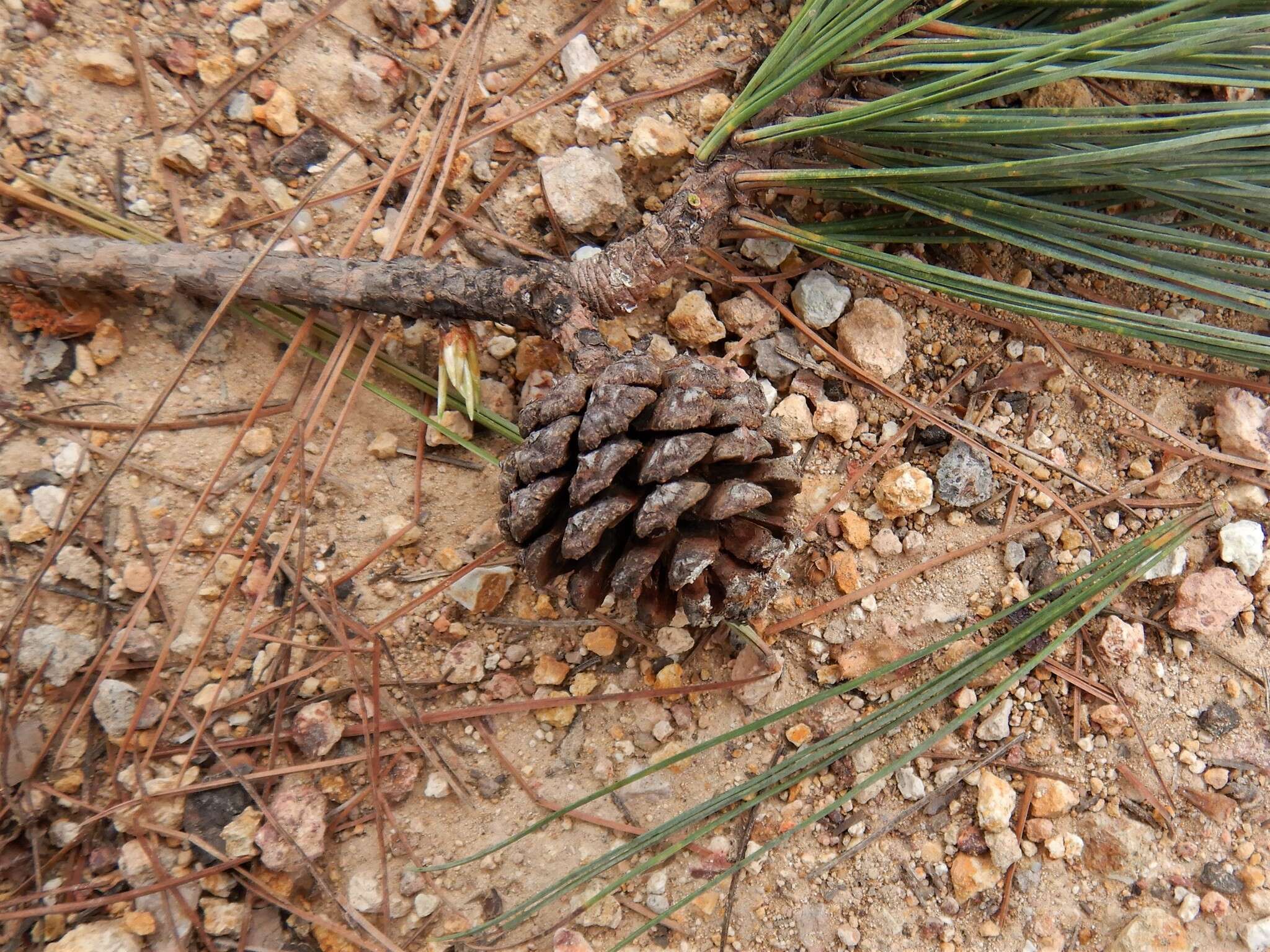 Image of Pinus leiophylla var. leiophylla