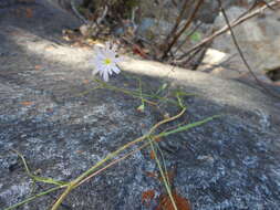 Image of Malacothrix xanti A. Gray