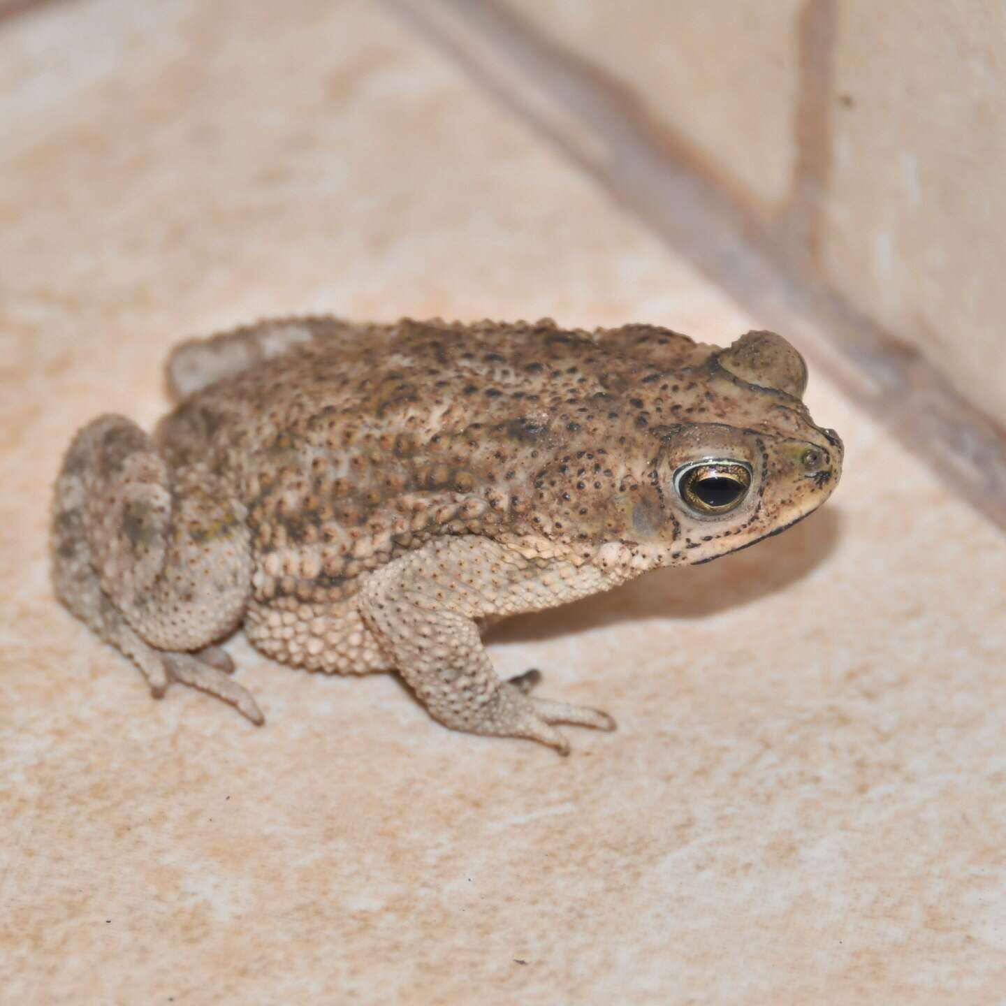 Image of Rhinella major (Müller & Hellmich 1936)