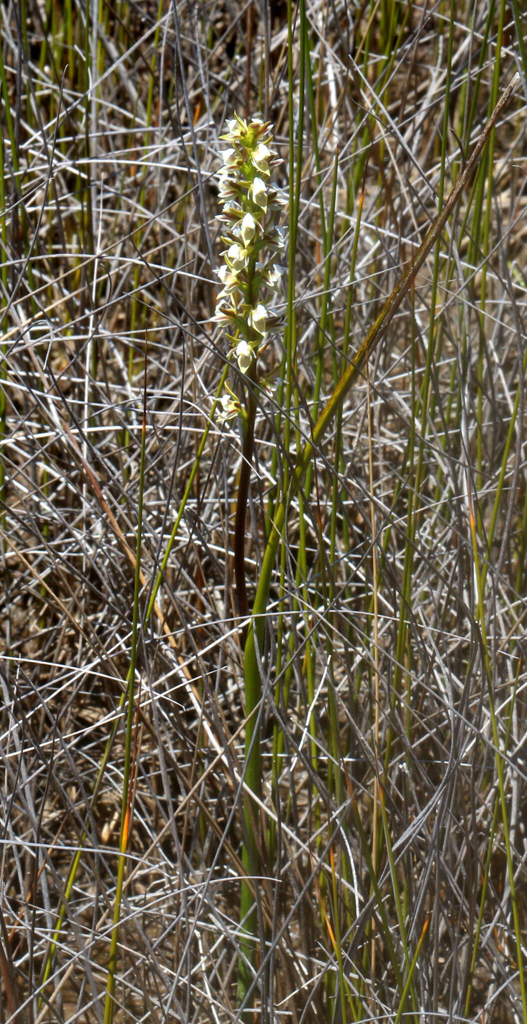 Image of Prasophyllum hectori (Buchanan) Molloy, D. L. Jones & M. A. Clem.