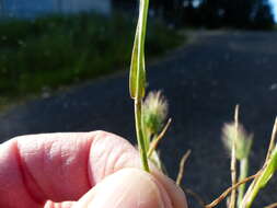 Image of Hordeum marinum subsp. gussoneanum (Parl.) Thell.