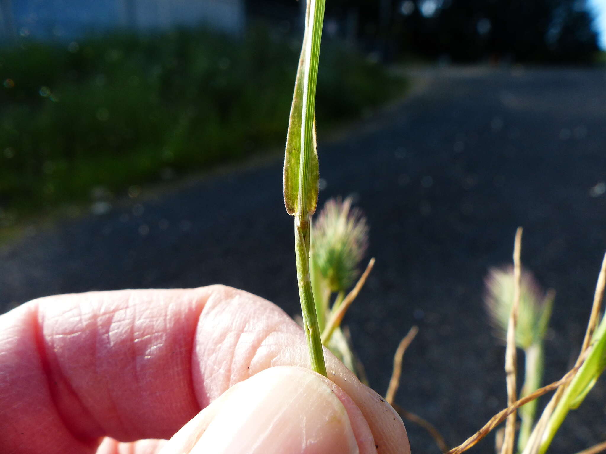 Image of Hordeum marinum subsp. gussoneanum (Parl.) Thell.