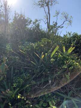 Image of Neoregelia cruenta (Graham) L. B. Sm.