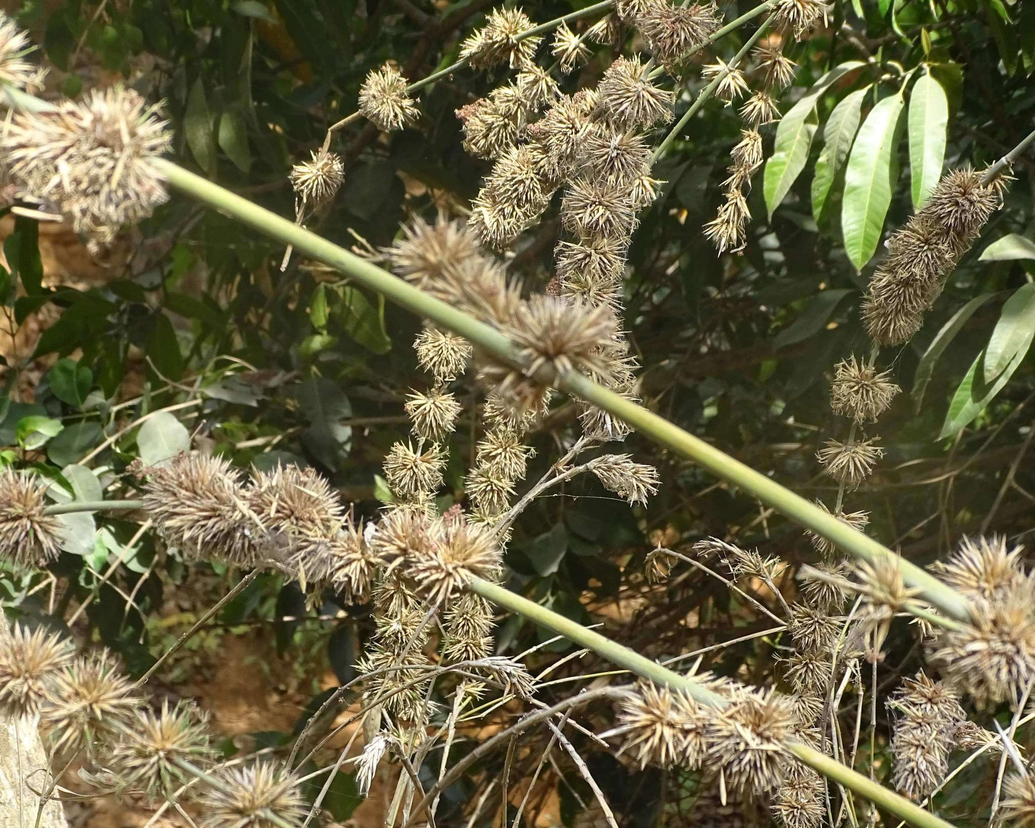 Imagem de Oxytenanthera abyssinica (A. Rich.) Munro