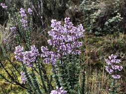 Imagem de Valeriana microphylla Kunth