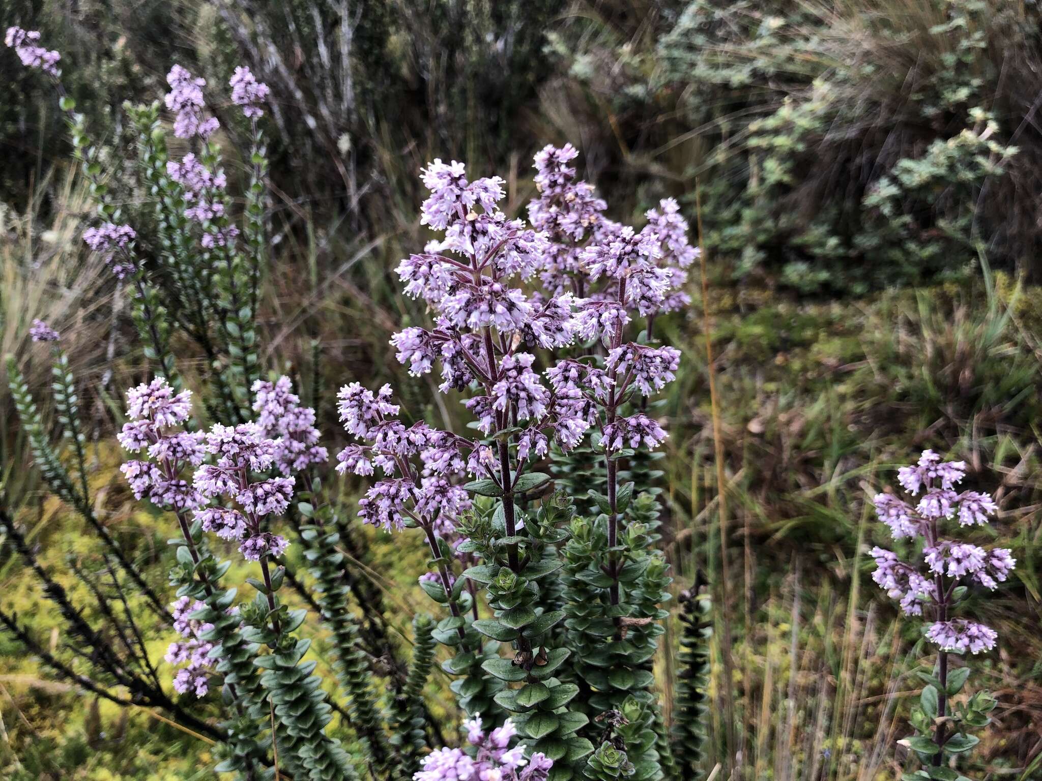 Image de Valeriana microphylla Kunth