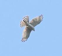 Image of Japanese Sparrowhawk