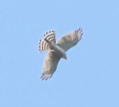 Image of Japanese Sparrowhawk