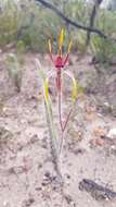 Image of Reaching spider orchid