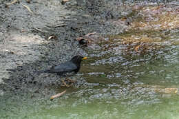 Image of Janpanese Thrush