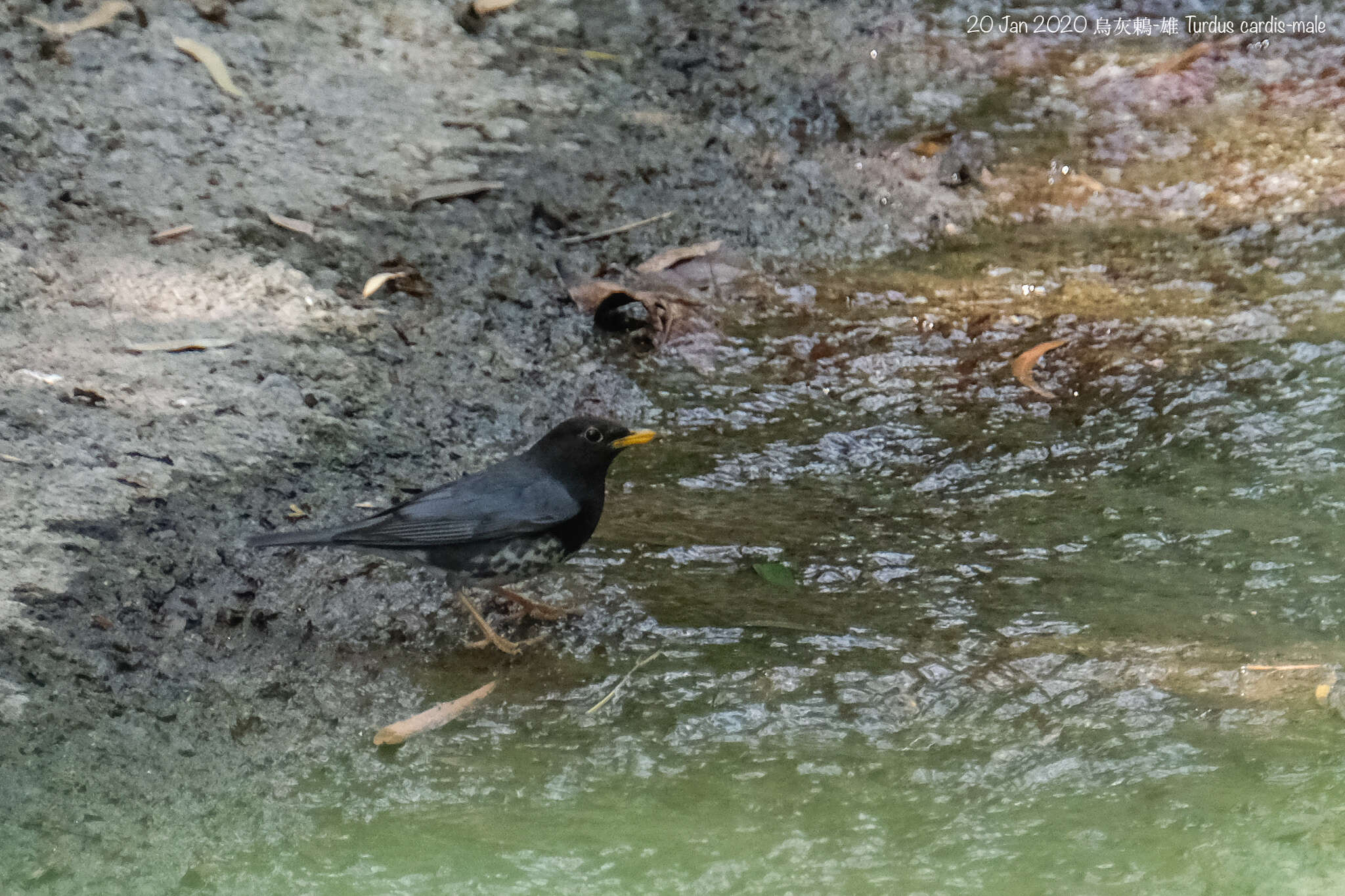 Image of Janpanese Thrush