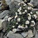 Image of Myosotis angustata Cheeseman