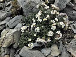 Image of Myosotis angustata Cheeseman