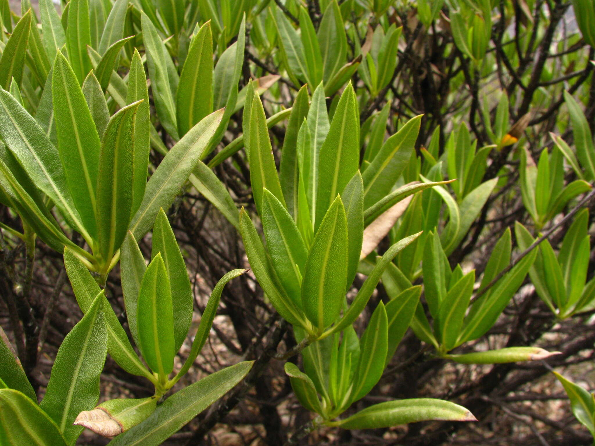 Image of Flourensia resinosa (Brandeg.) Blake