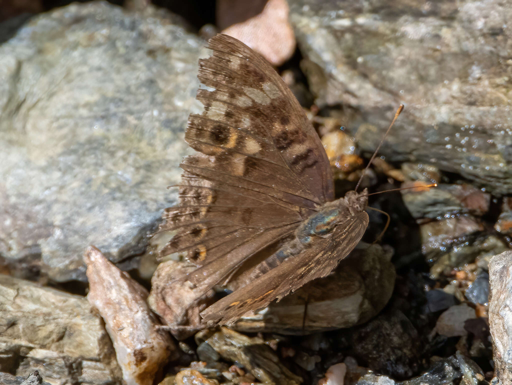 Image of Junonia erigone Cramer 1779