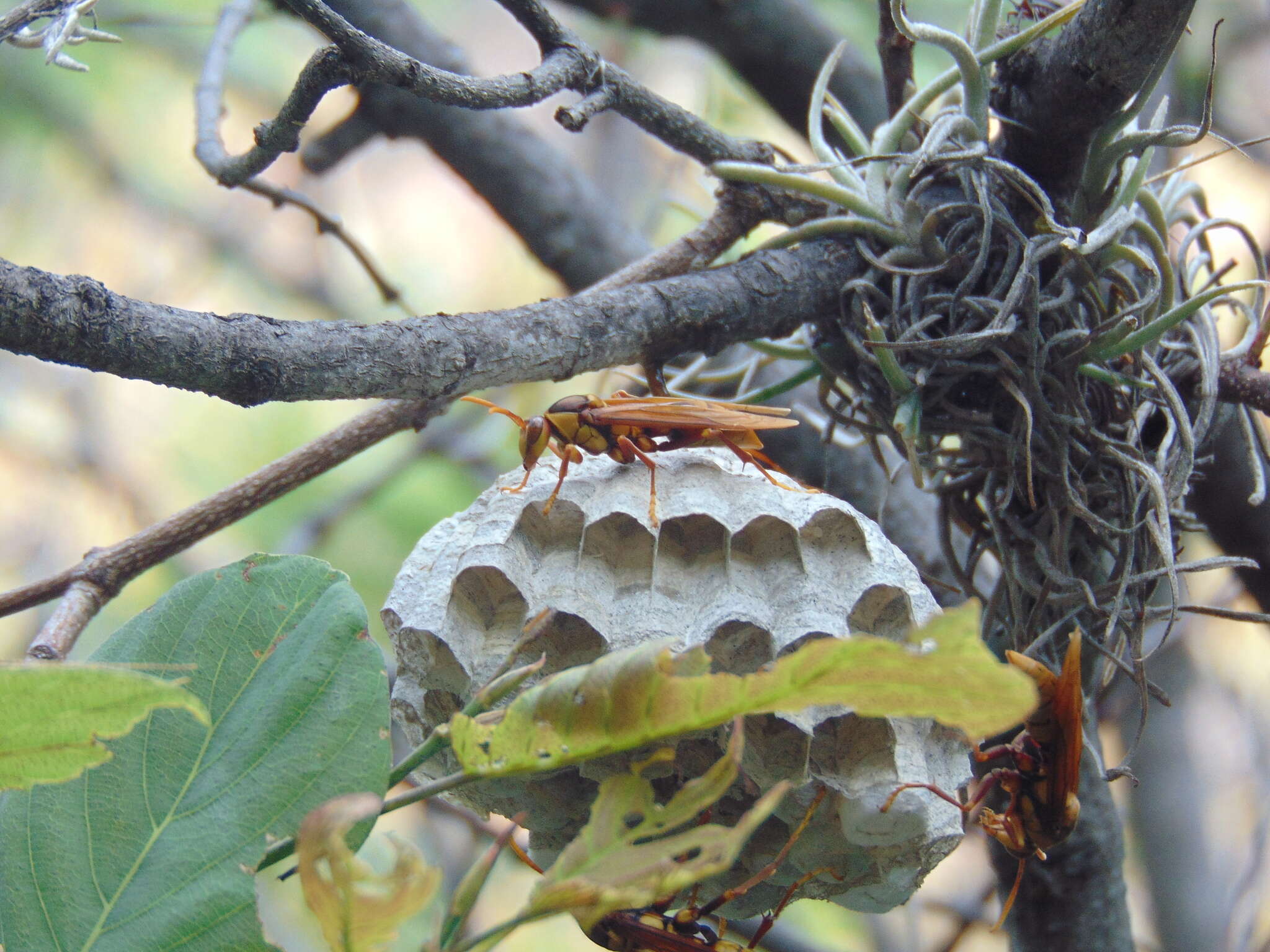 Image of <i>Polistes <i>carnifex</i></i> carnifex