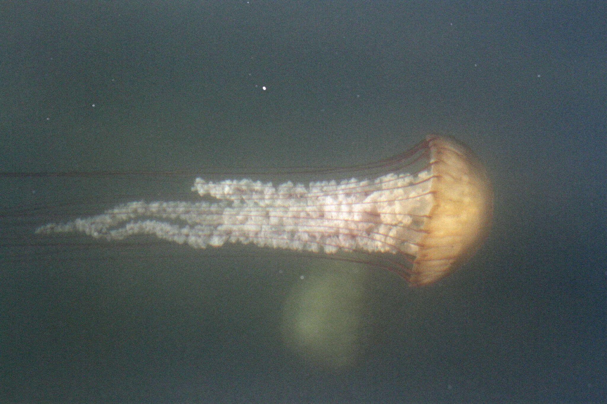 Image of Sea nettle