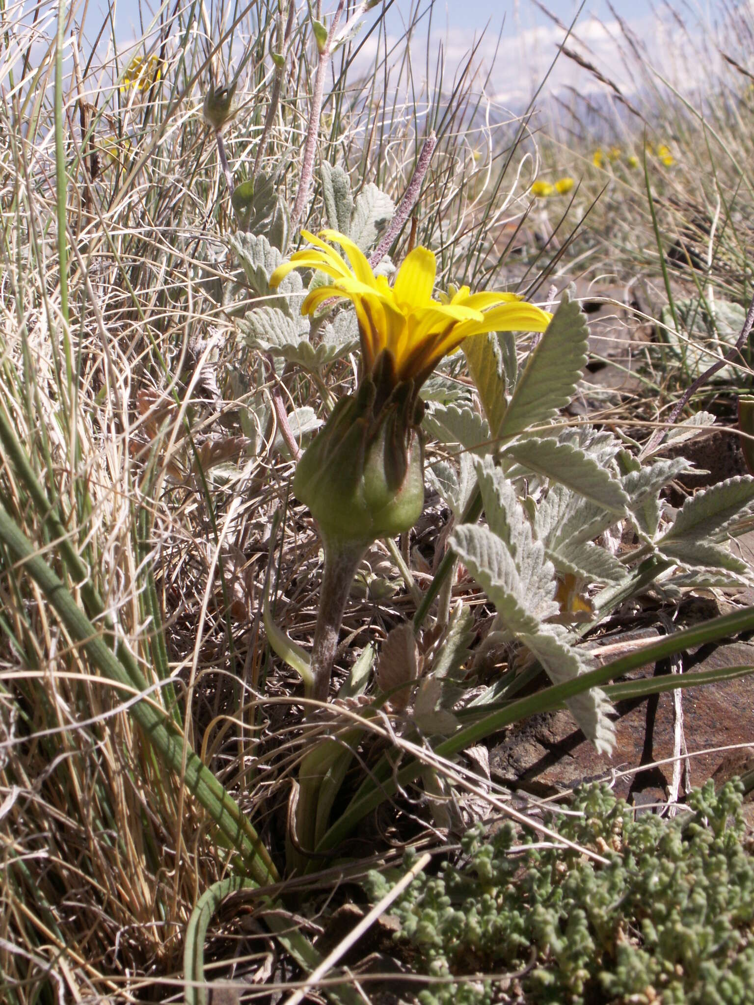 Image of Takhtajaniantha subacaulis