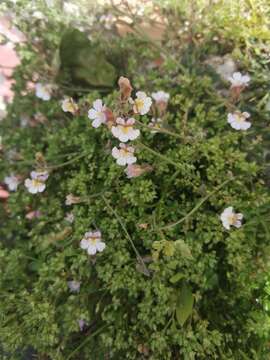 Image of Chaenorhinum origanifolium (L.) Fourr.