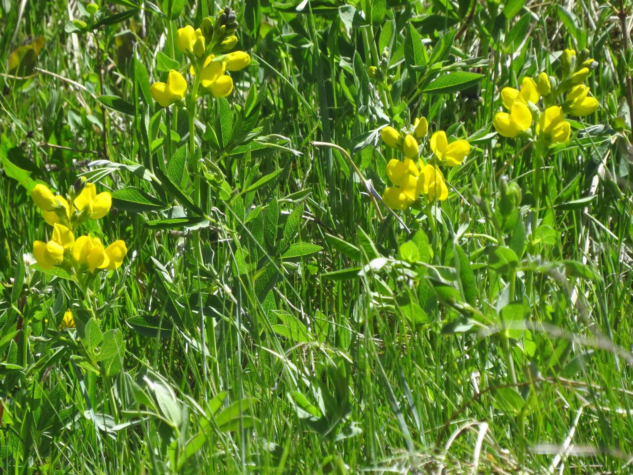 Thermopsis divaricarpa A. Nelson的圖片