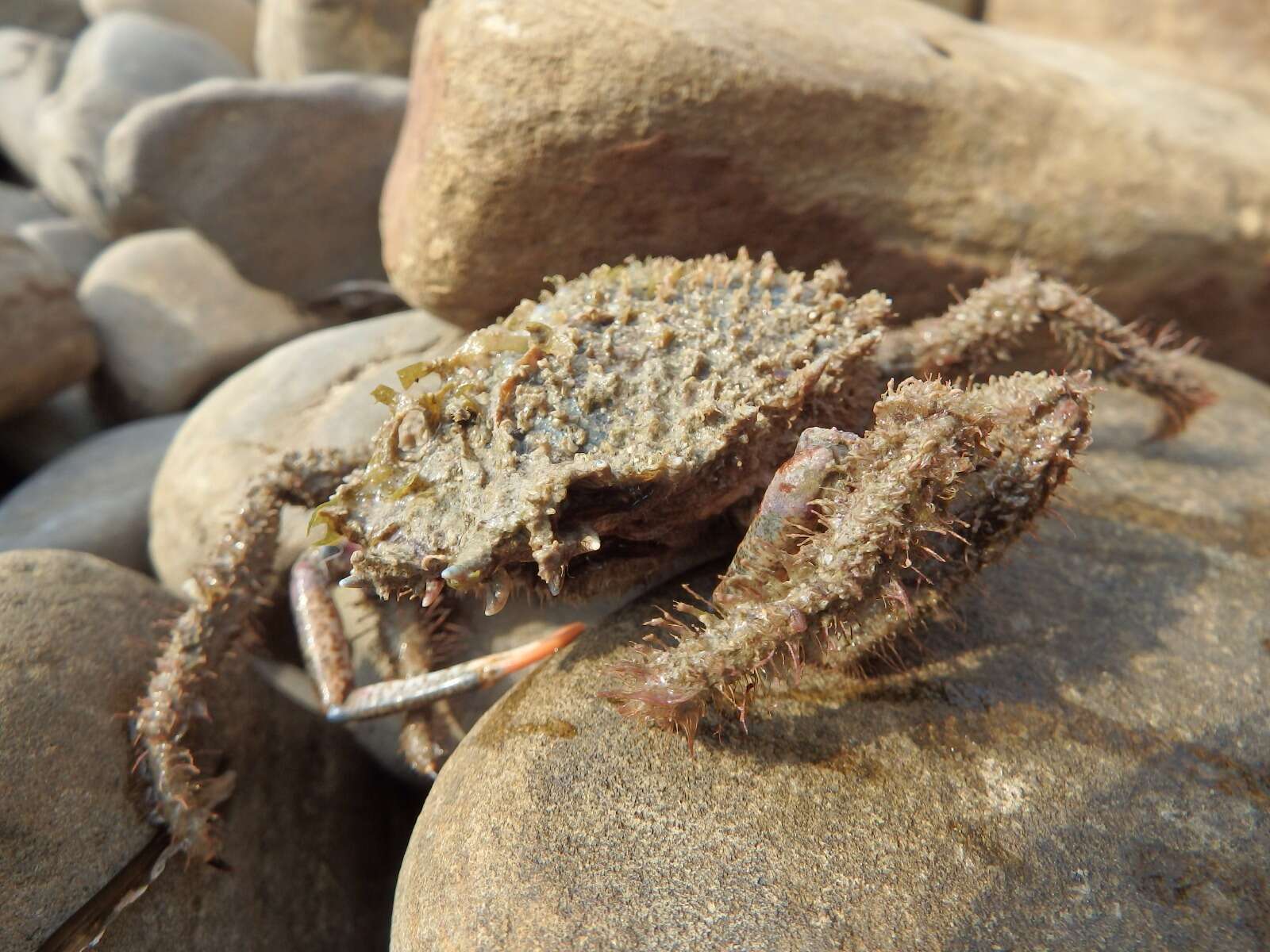 Image of lesser spider crab