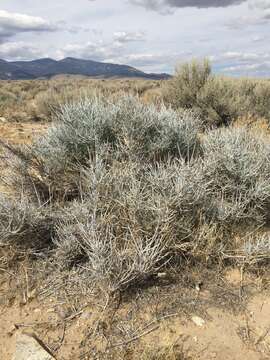 Image of Gray Ephedra