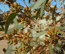 Image of Coastal White Mallee