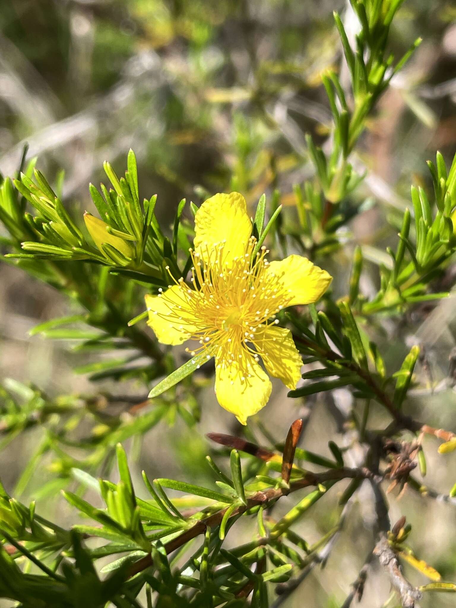 Image of Apalachicola St. John's-Wort