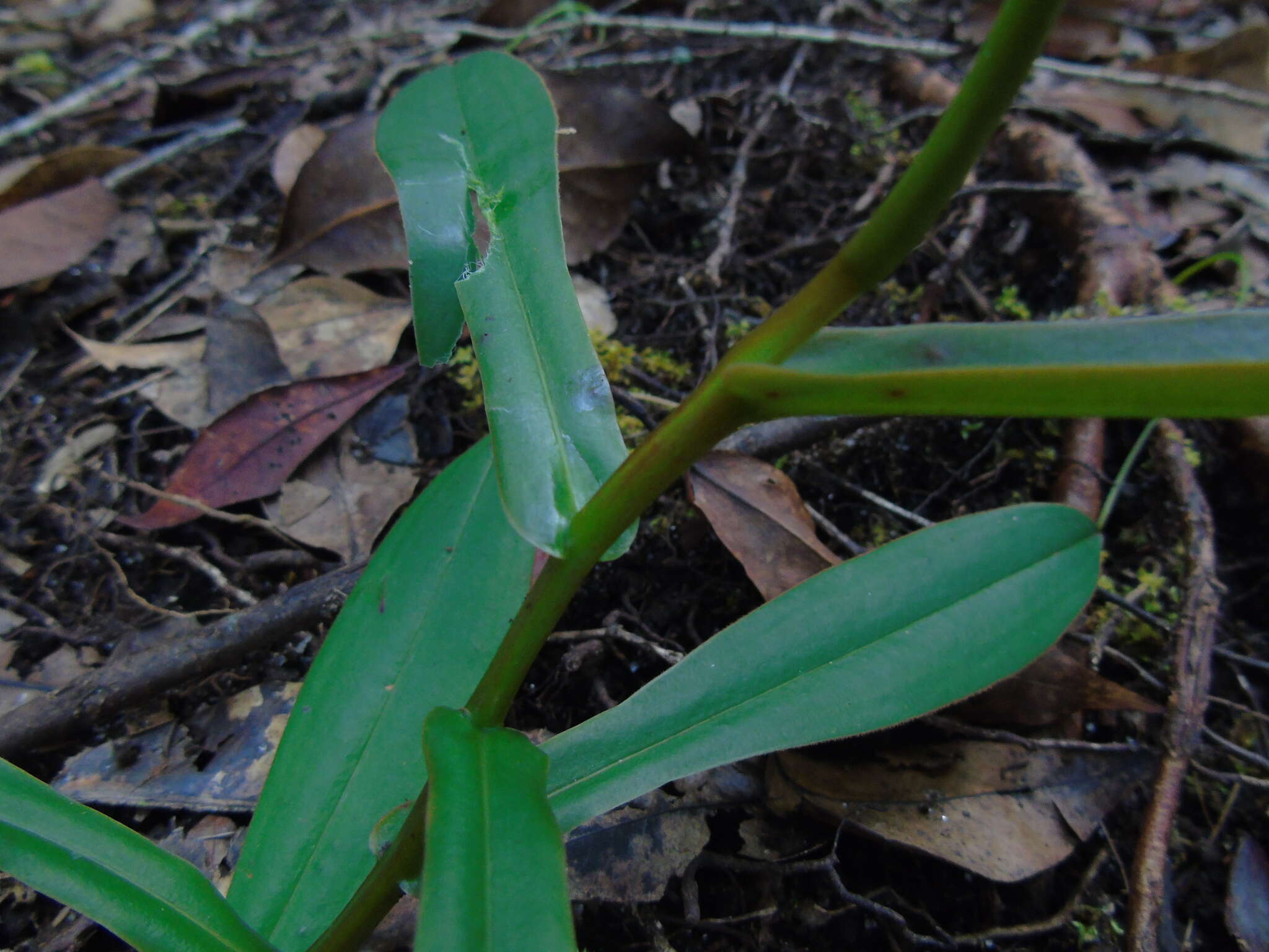 Image of Nepenthes rhombicaulis Sh. Kurata