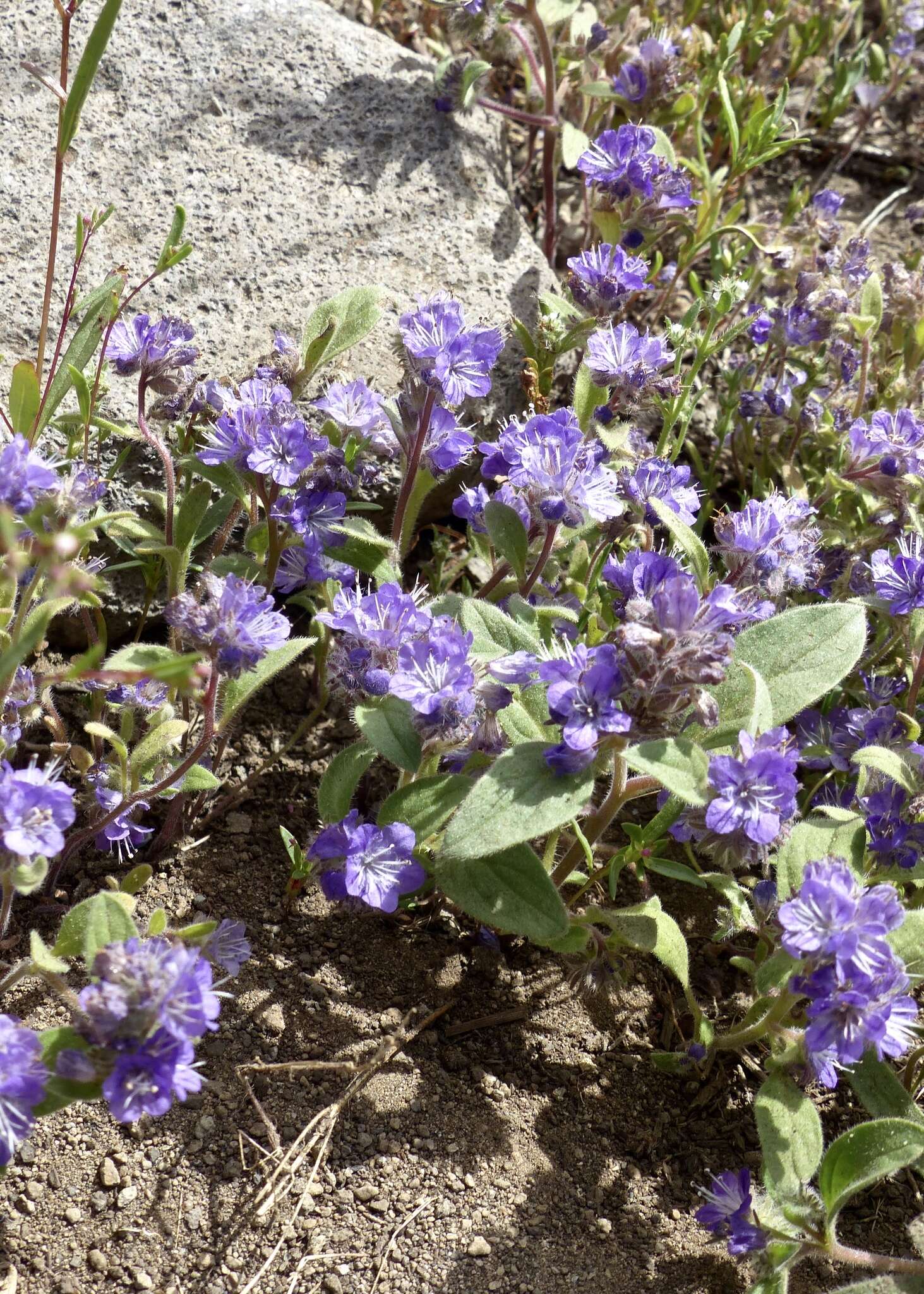 Image of low phacelia