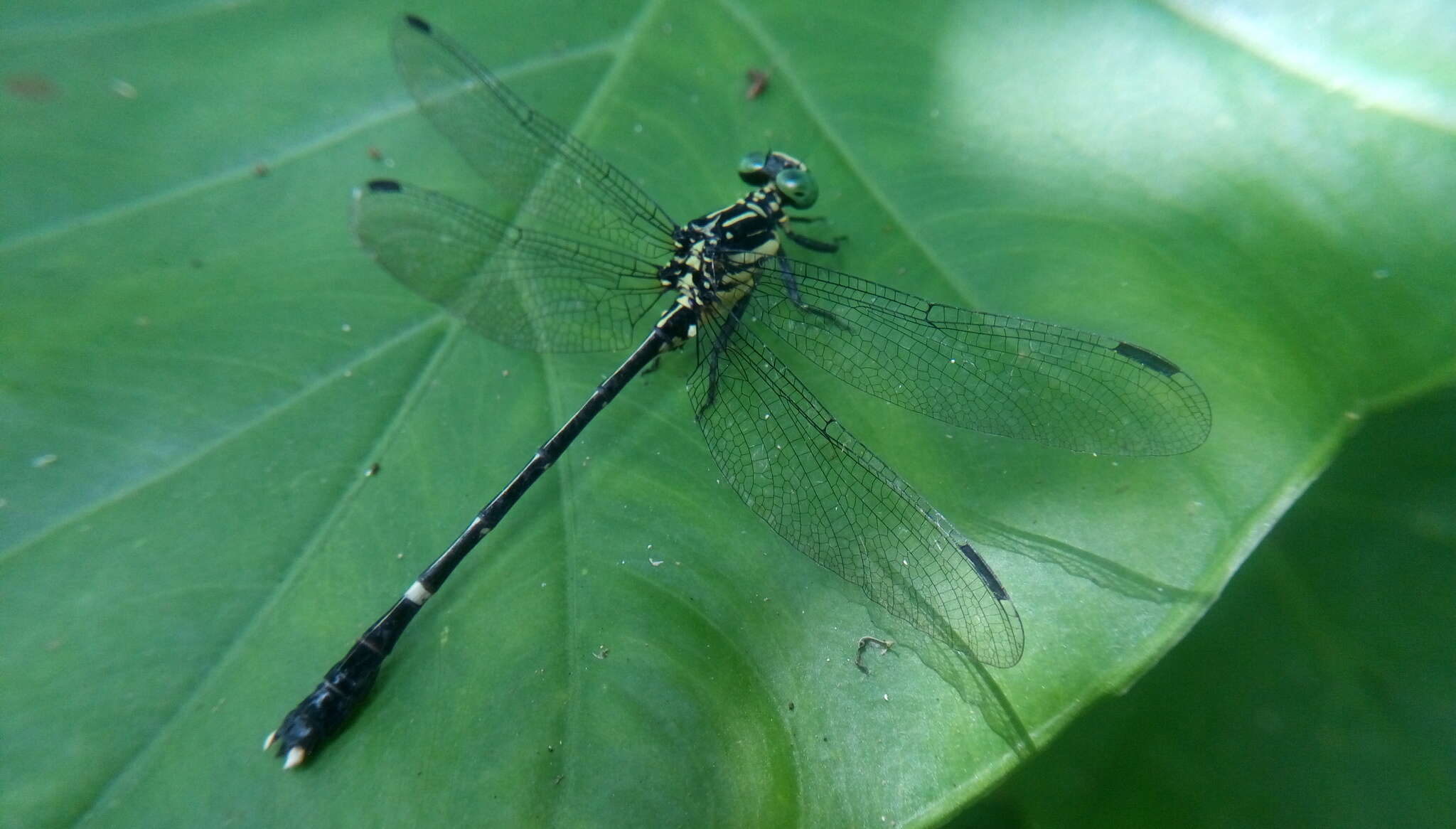 Image of Leptogomphus sauteri Ris 1912