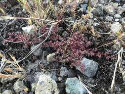 Image of Chorizanthe polygonoides var. polygonoides