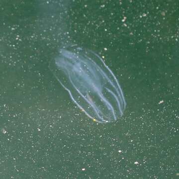 Image of common northern comb jelly